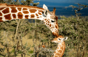 Mum kissing baby giraffe in nature.