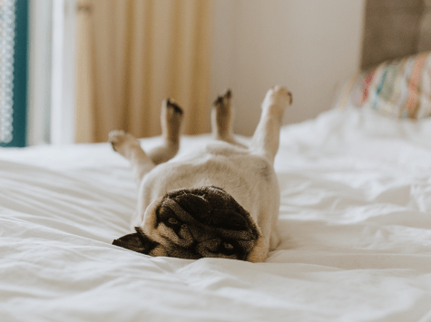 Pug playing and laying upside down in bed.