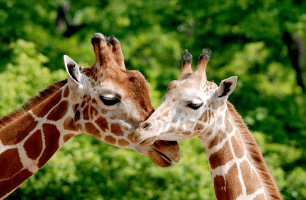 Two giraffes being affectionate.